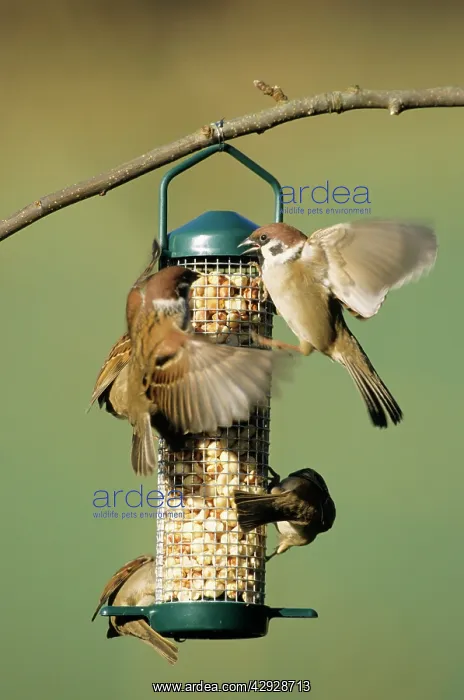 : Tree SPARROWS - Adults squabbling at feeding station : Tree SPARROWS - Adults squabbling at feeding station