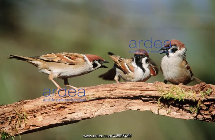: Tree SPARROWS - Adults squabbling over food : Tree SPARROWS - Adults squabbling over food