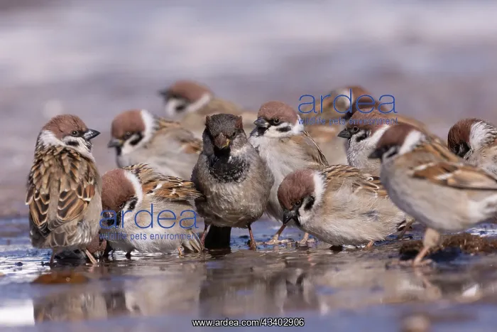 : TREE SPARROWS AND HOUSE SPARROW : TREE SPARROWS AND HOUSE SPARROW