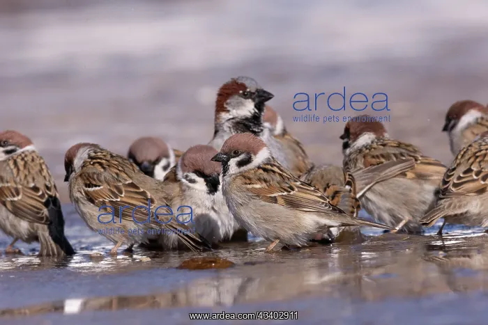 : TREE SPARROWS AND HOUSE SPARROW : TREE SPARROWS AND HOUSE SPARROW