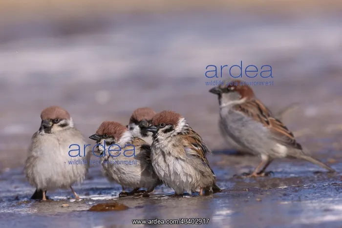 : TREE SPARROWS AND HOUSE SPARROW : TREE SPARROWS AND HOUSE SPARROW