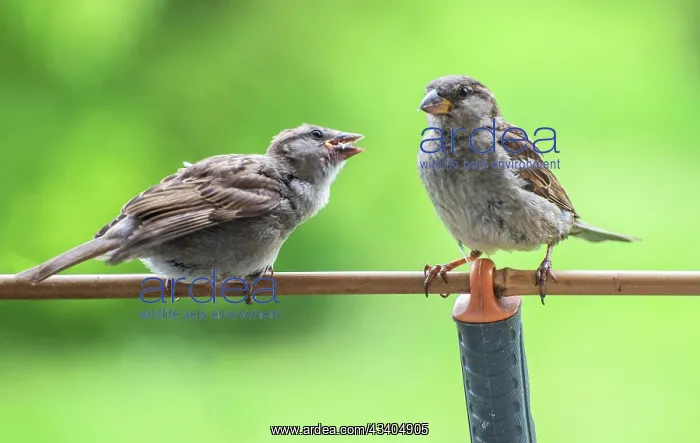 : Tree sparrows (Passer montanus). Young tree sparrow : Tree sparrows (Passer montanus). Young tree sparrow