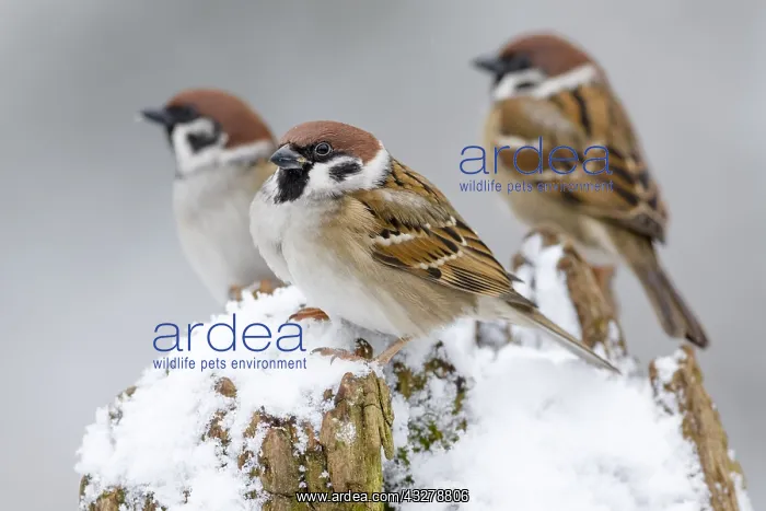 : Tree Sparrows (Passer montanus) perched on a tr : Tree Sparrows (Passer montanus) perched on a tr
