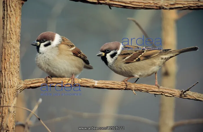 : Tree SPARROWS - Two resting : Tree SPARROWS - Two resting