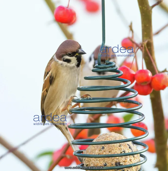 : Tree sparrows sitting at a bird feeder within an apple tree : Tree sparrows sitting at a bird feeder within an apple tree