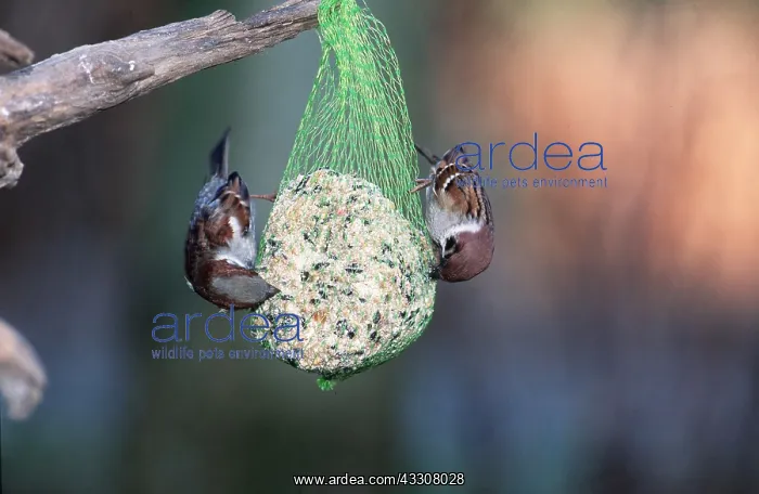 : TREE SPARROWS - x two at on seeds, nut & suet feeder : TREE SPARROWS - x two at on seeds, nut & suet feeder