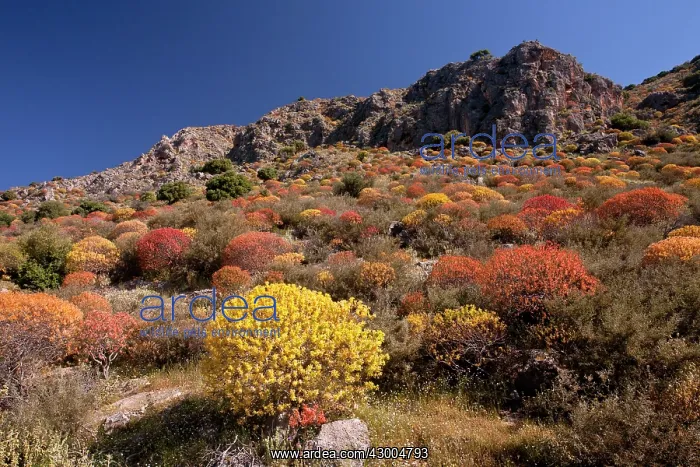: Tree Spurge - South-facing hillside covered with tree spurge : Tree Spurge - South-facing hillside covered with tree spurge