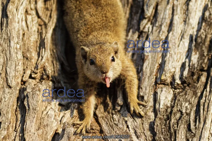 : Tree Squirrel : Tree Squirrel