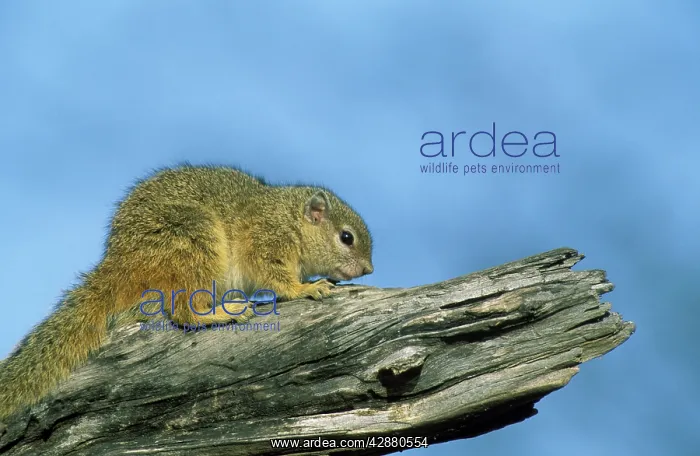 : Tree Squirrel - Basking in the evening : Tree Squirrel - Basking in the evening