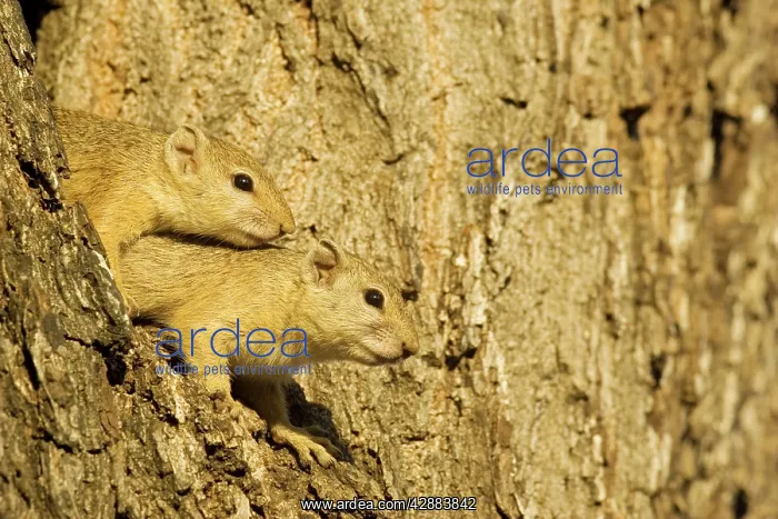: Tree Squirrel - In the evening in a branch fork: : Tree Squirrel - In the evening in a branch fork: