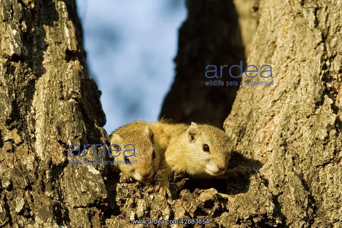 : Tree Squirrel - In the evening in a branch fork: : Tree Squirrel - In the evening in a branch fork: