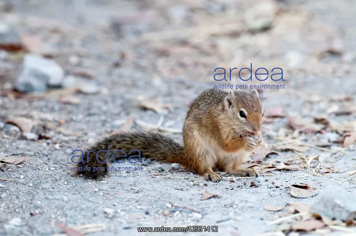 : Tree squirrel - sitting up eating : Tree squirrel - sitting up eating