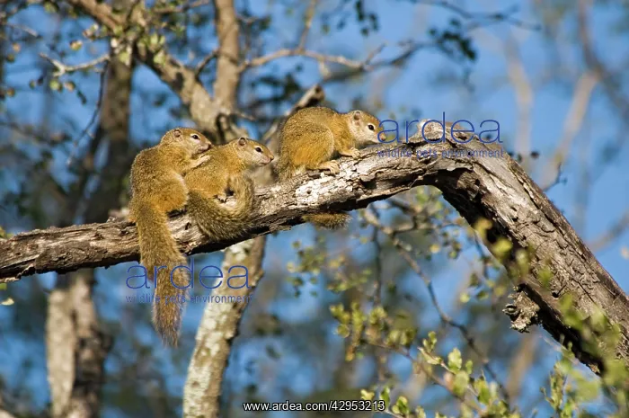 : Tree Squirrels - group basking in early morning : Tree Squirrels - group basking in early morning