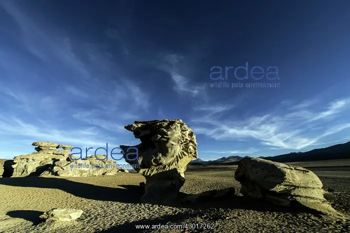  : Tree of Stone  /  Petrified Tree