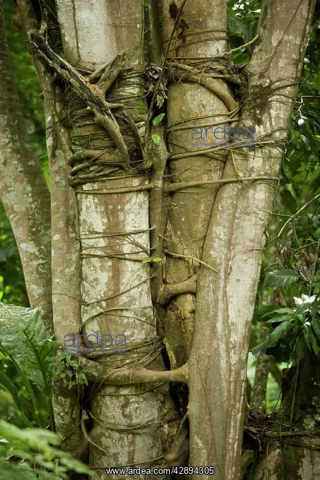 : Tree with strangler fig - Rainforest : Tree with strangler fig - Rainforest