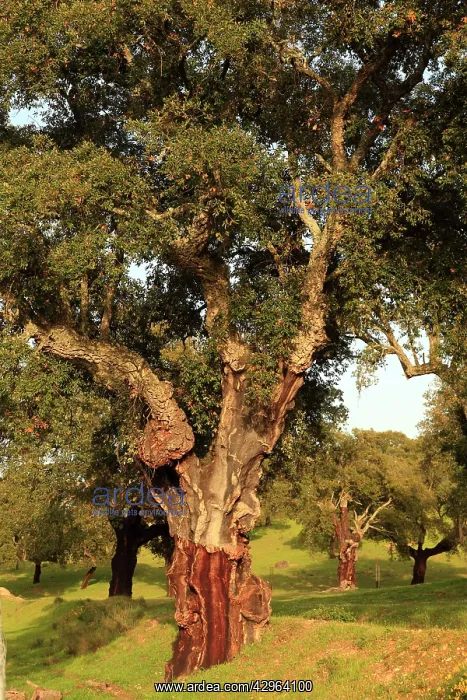: Tree stripped of cork : Tree stripped of cork