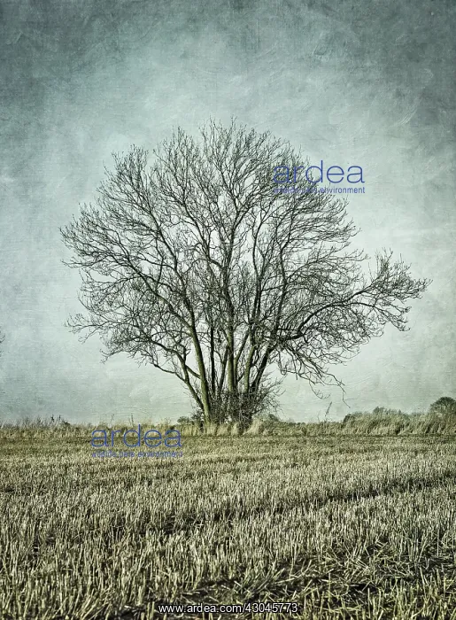 : Tree and Stubble - Textured Image - Norfolk UK : Tree and Stubble - Textured Image - Norfolk UK