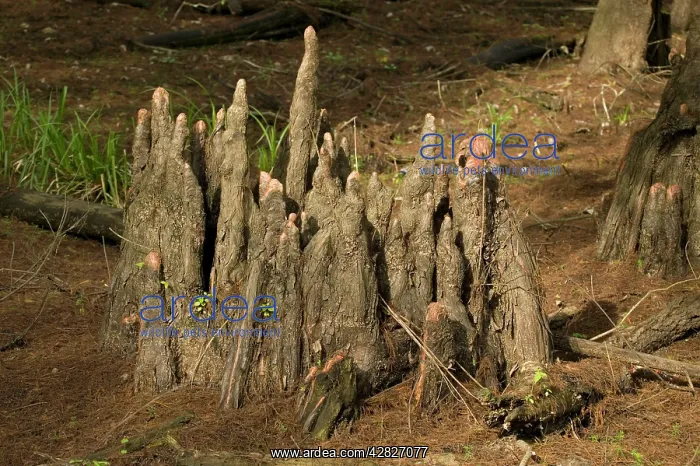 : Tree stump - Bald / Swamp Cypress Tree - 'knees' : Tree stump - Bald / Swamp Cypress Tree - 'knees'