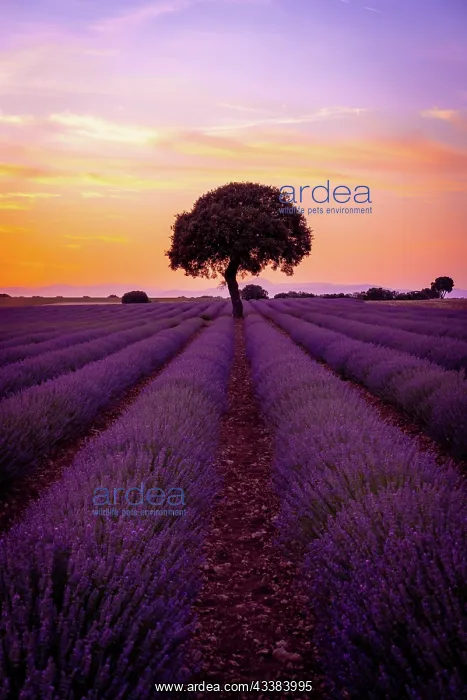 : A tree at sunset in a lavender field, natural landscape : A tree at sunset in a lavender field, natural landscape