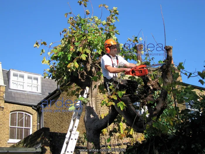 : Tree Surgeon - maintaining tree : Tree Surgeon - maintaining tree