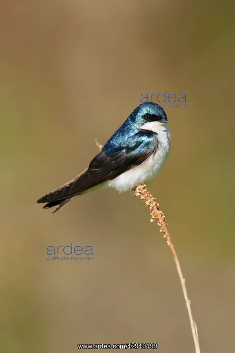  : Tree Swallow