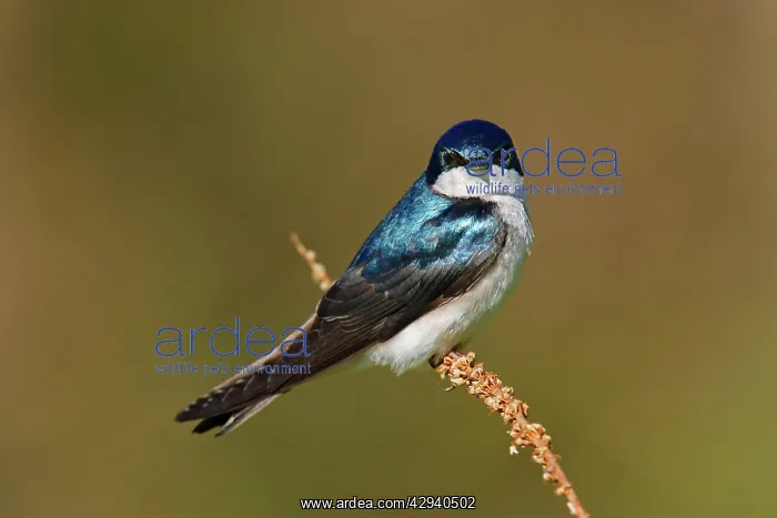  : Tree Swallow