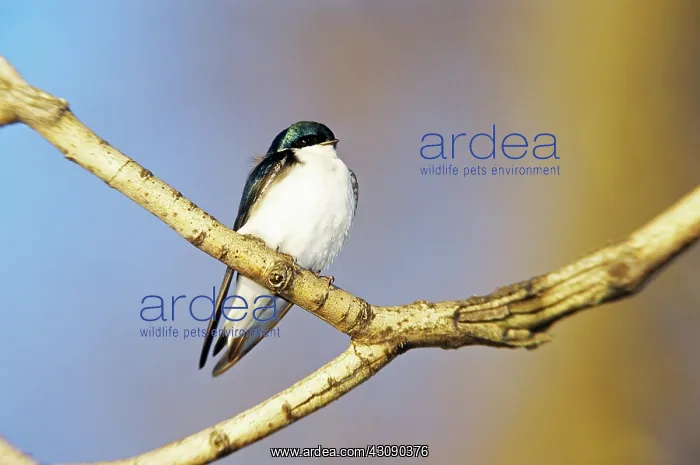 : Tree Swallow : Tree Swallow