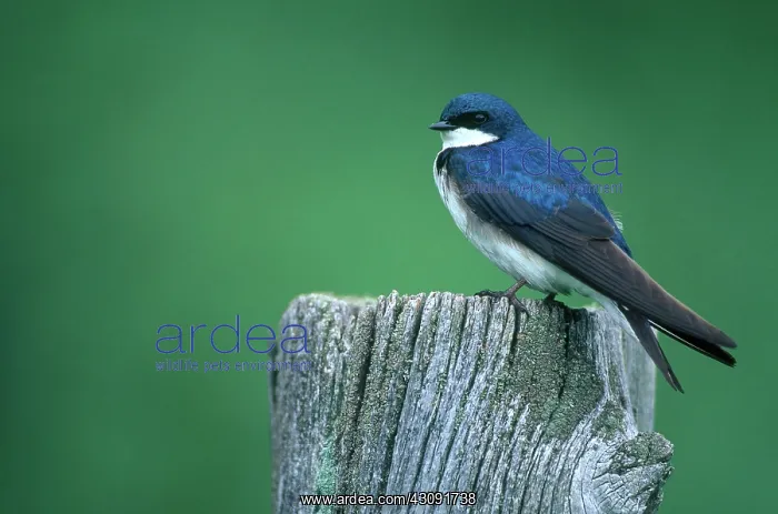 : Tree Swallow : Tree Swallow