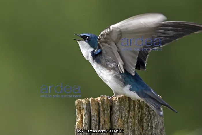 : Tree Swallow : Tree Swallow