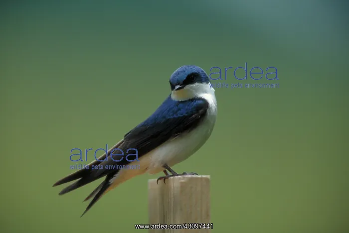 : Tree Swallow : Tree Swallow