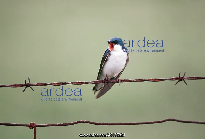 : Tree Swallow : Tree Swallow