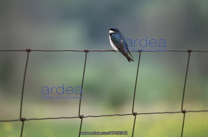 : Tree Swallow : Tree Swallow
