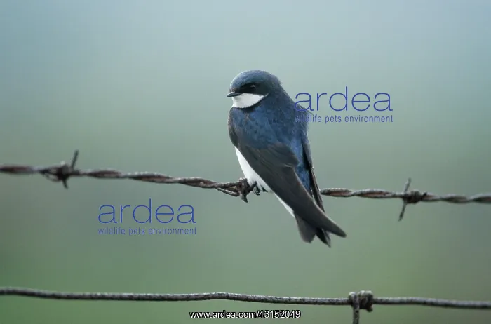 : Tree Swallow : Tree Swallow
