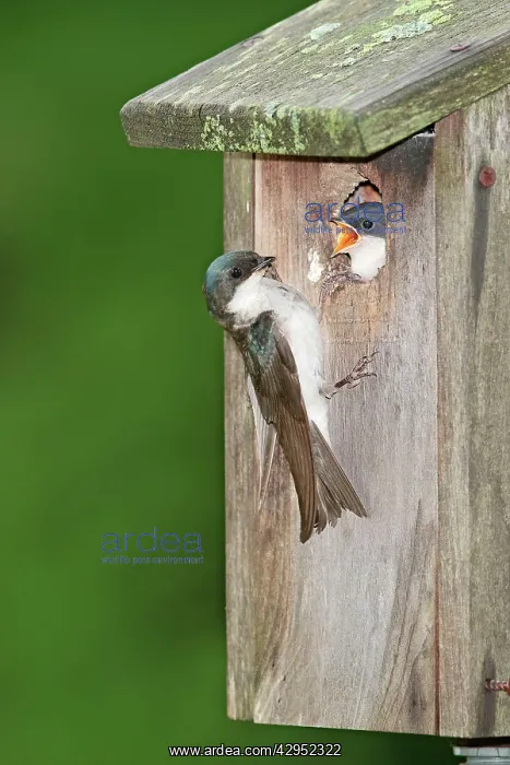 : Tree Swallow - adult feeding young at nest box : Tree Swallow - adult feeding young at nest box