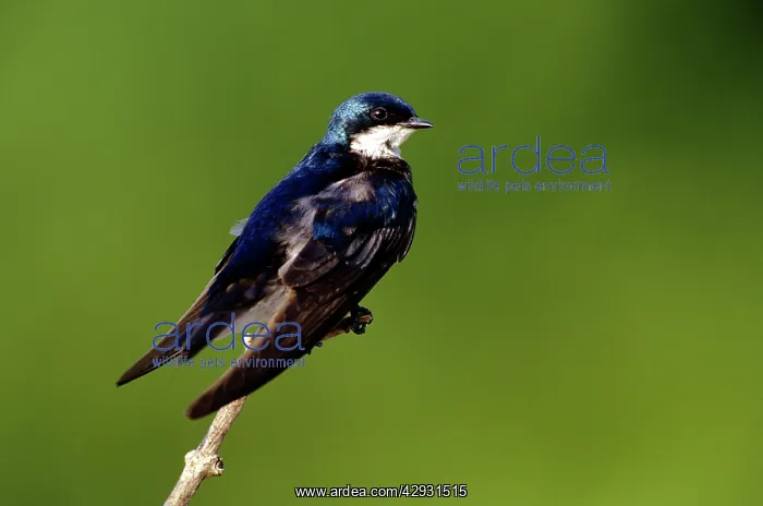  : TREE SWALLOW - ON BRANCH