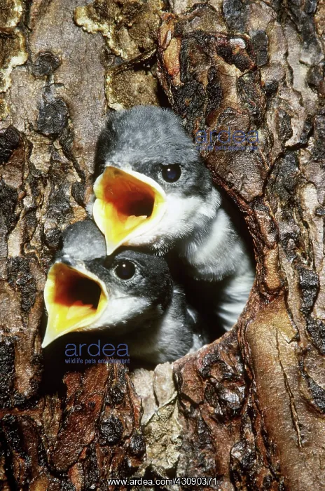 : Tree Swallow Chicks : Tree Swallow Chicks