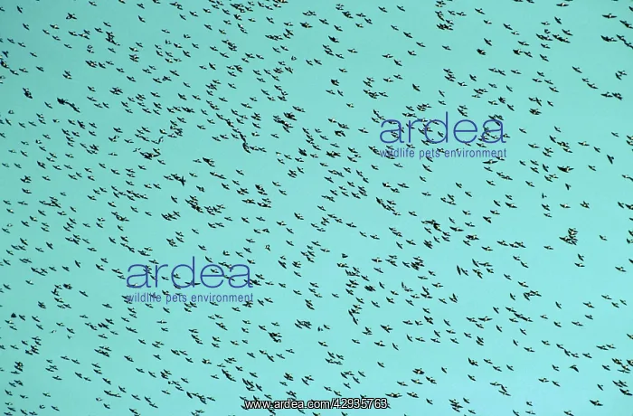 : TREE SWALLOW - FLOCK FLYING : TREE SWALLOW - FLOCK FLYING