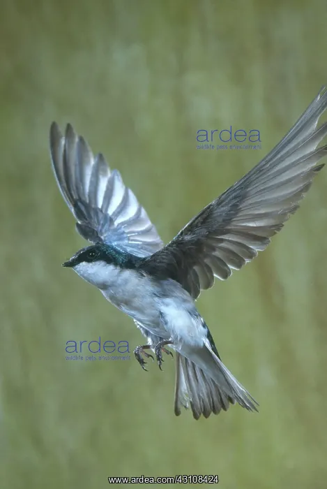 : Tree Swallow Flying : Tree Swallow Flying