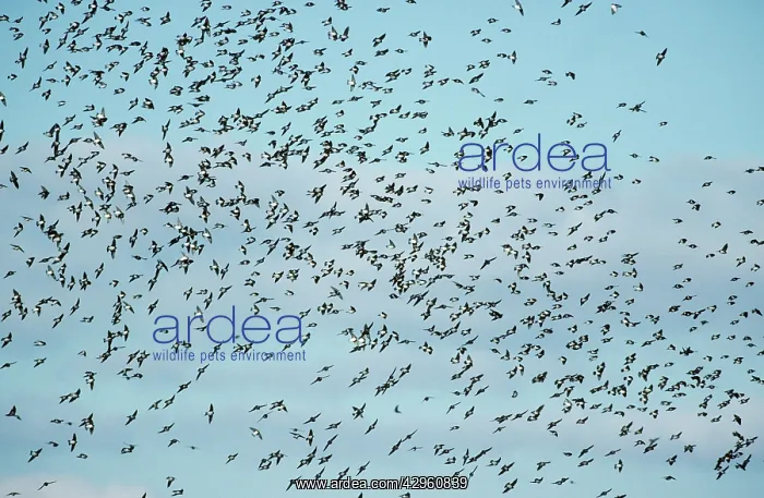 : Tree Swallow - Large Flock on Migration : Tree Swallow - Large Flock on Migration