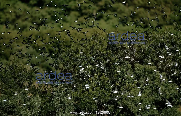 : Tree Swallow - Migrating Flock : Tree Swallow - Migrating Flock