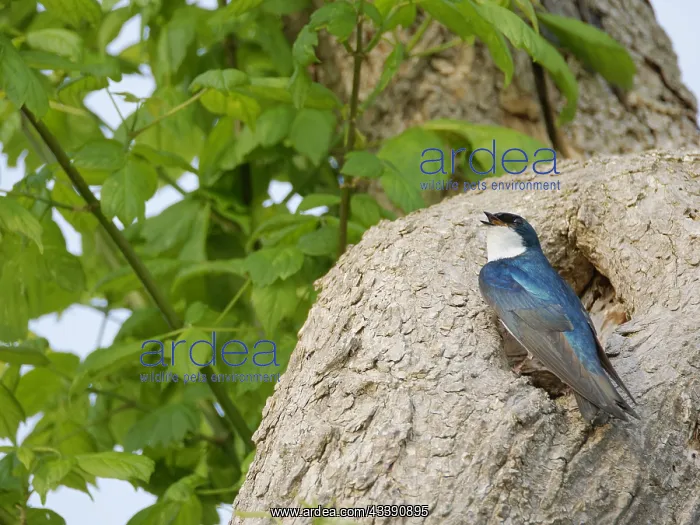 : Tree Swallow - at nest hole Tachycineta bicolor : Tree Swallow - at nest hole Tachycineta bicolor