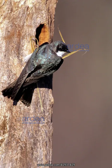 : Tree Swallow - nestbuilding : Tree Swallow - nestbuilding