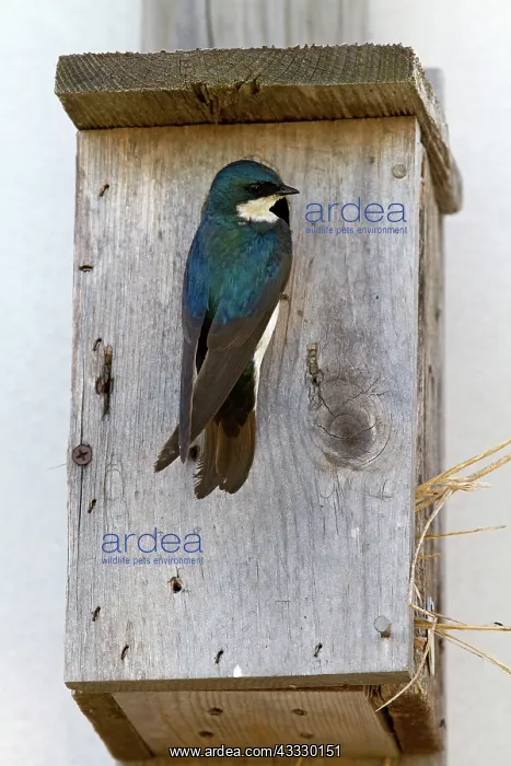: Tree Swallow at nesting box : Tree Swallow at nesting box