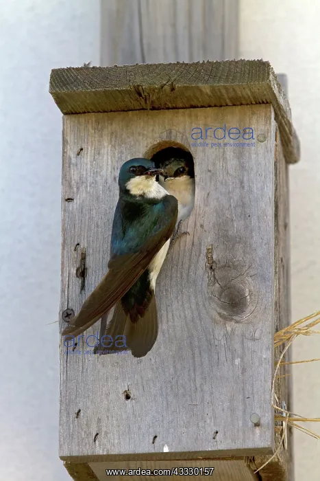 : Tree Swallow at nesting box : Tree Swallow at nesting box