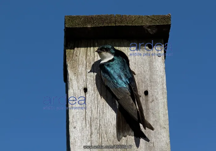 : Tree Swallow at nesting box : Tree Swallow at nesting box