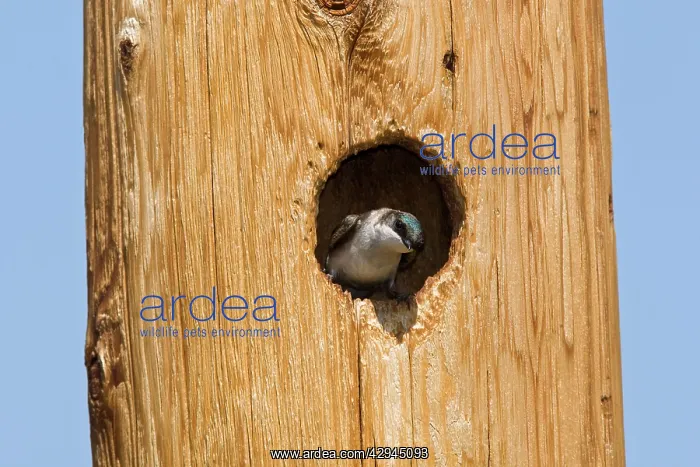 : Tree Swallow, nesting in woodpecker cavity in telephone : Tree Swallow, nesting in woodpecker cavity in telephone