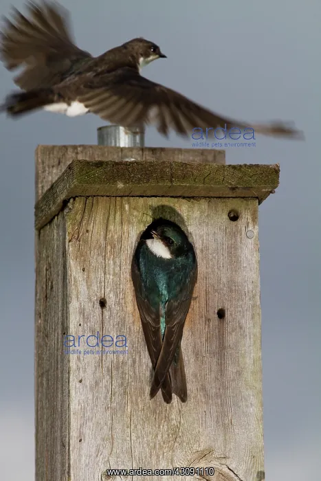 : Tree Swallow pair at nesting box : Tree Swallow pair at nesting box