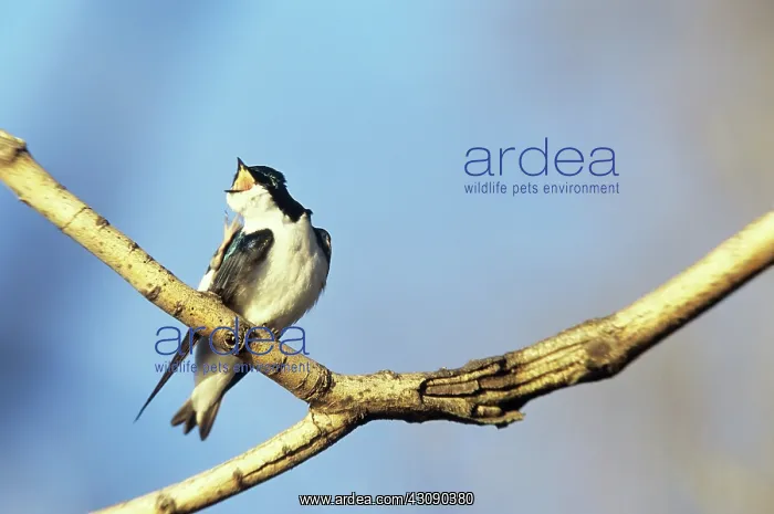 : Tree Swallow, Scratching and Yawning : Tree Swallow, Scratching and Yawning