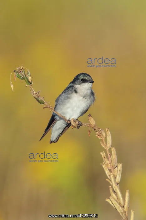 : Tree Swallow Tachycineta bicolor Perched on weed in go : Tree Swallow Tachycineta bicolor Perched on weed in go