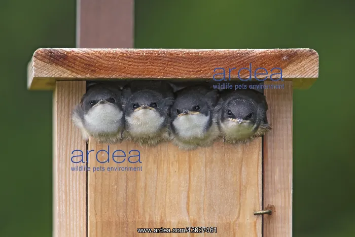 : Tree Swallow - Tachycineta bicolor - Young begging : Tree Swallow - Tachycineta bicolor - Young begging